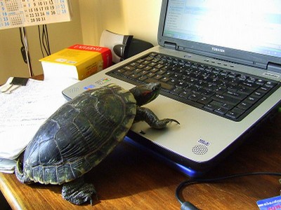Turtle-Computer-CUNY